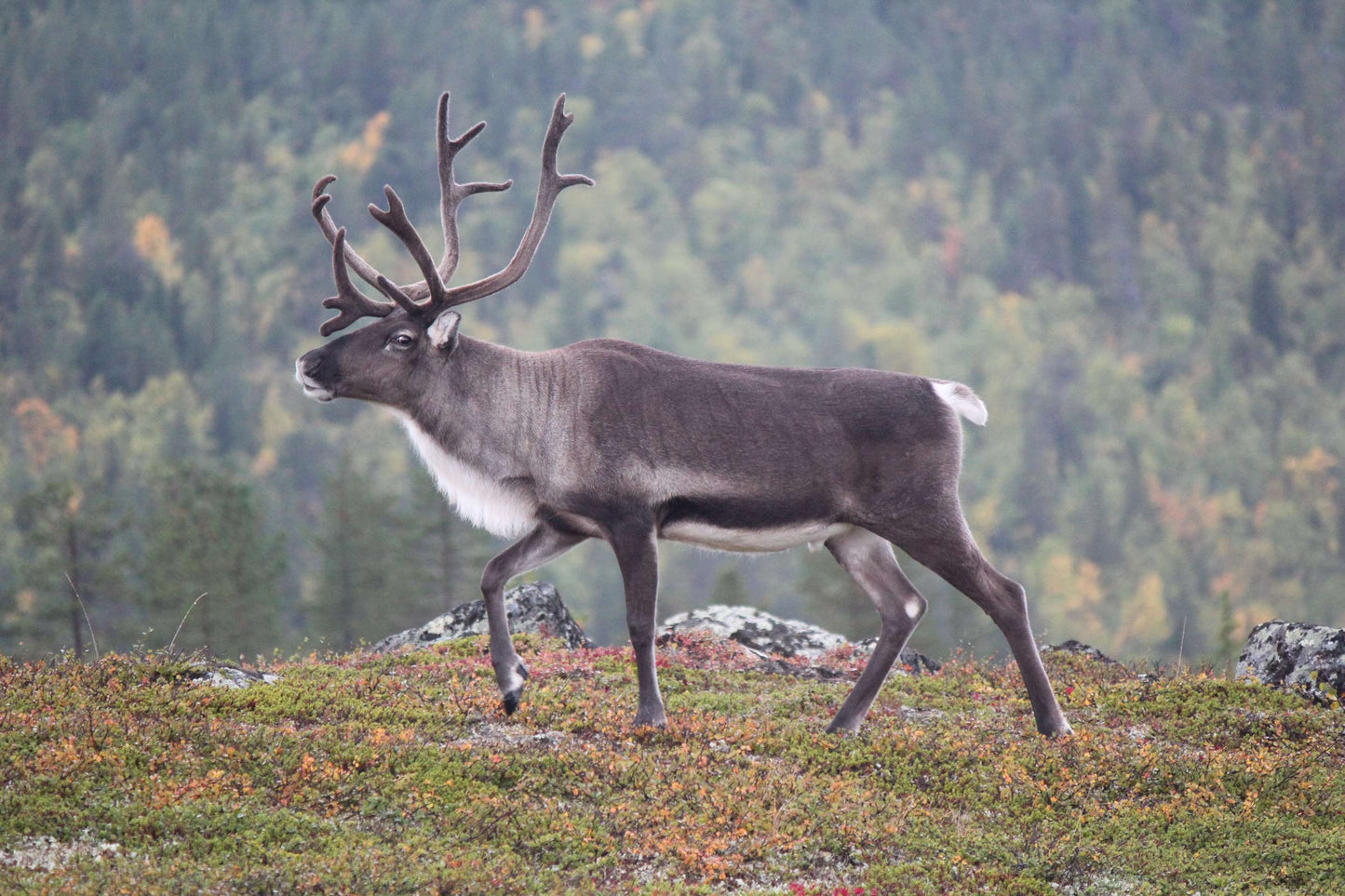 Aurora Glamping & Arctic Wellness, 5 Days in Sweden