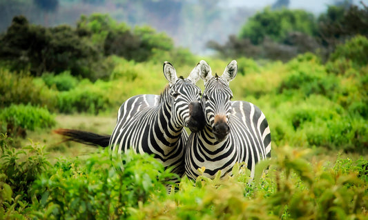 AFRICA