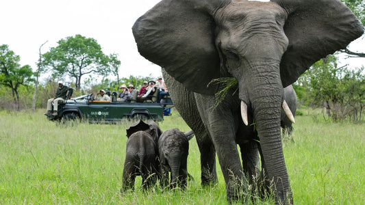 Luxury South Africa Honeymoon, 10 Day Tour